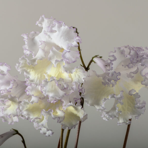 ds_1516__204