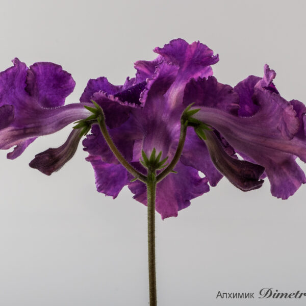 ds_1518__142