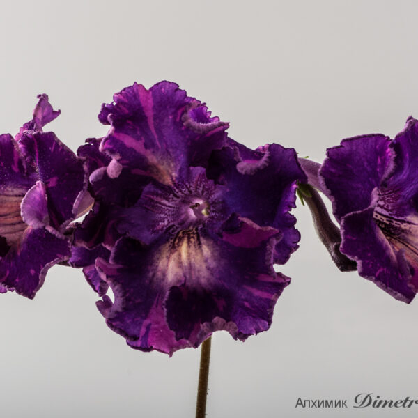 ds_1518__775