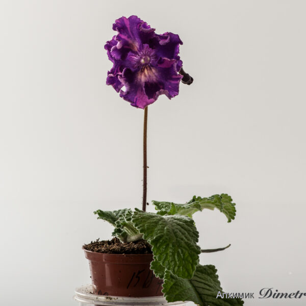 ds_1518_ctyn_143