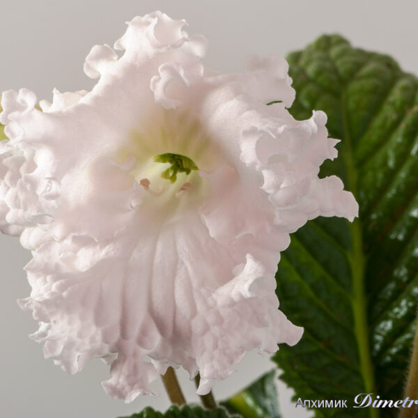 ds_1533___976