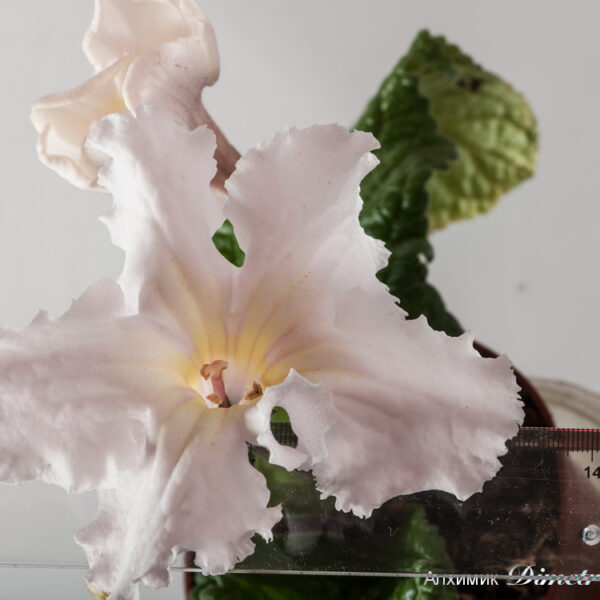 ds_1537_oe_934