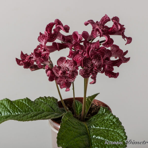 ds_1540_ae_208