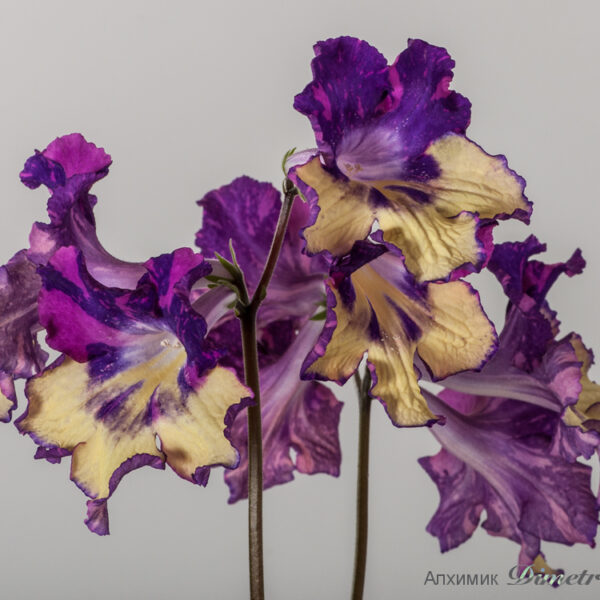 ds_1541__186