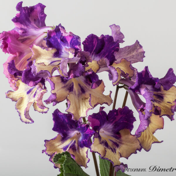 ds_1541_equal__691