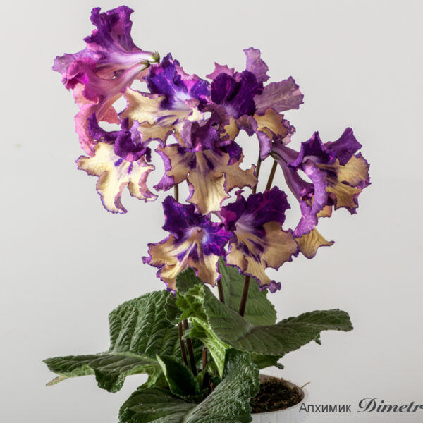 ds_1541_ue_181