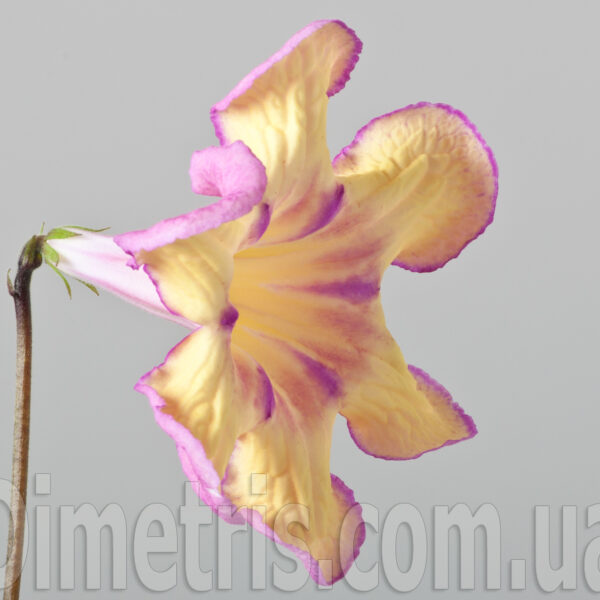 ds_1541_xxl_762