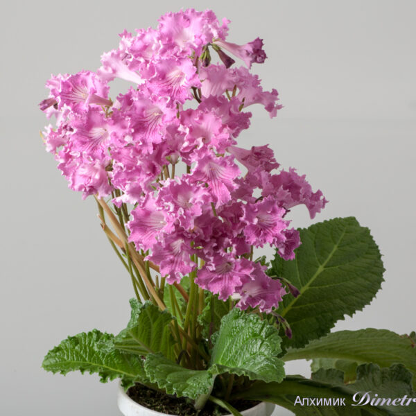ds_1558__124