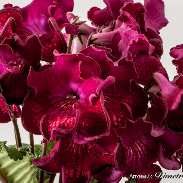 ds_1563_avg_196