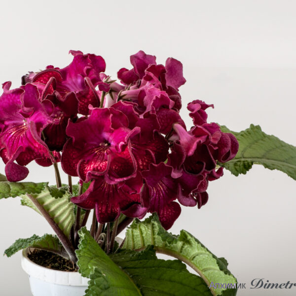 ds_1563_fdu_206
