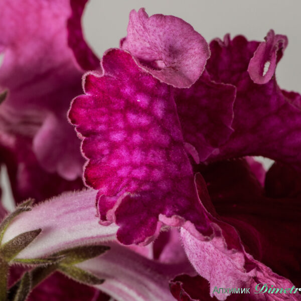 ds_1565_equal__142