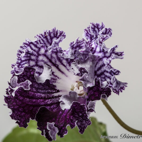 ds_1567_144