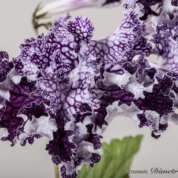 ds_1567__182