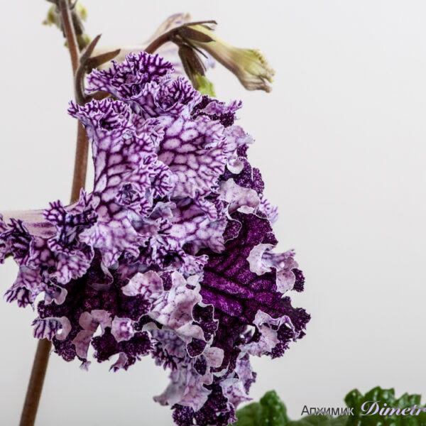 ds_1567__193