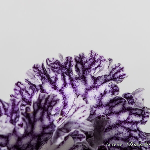 ds_1567equal_424