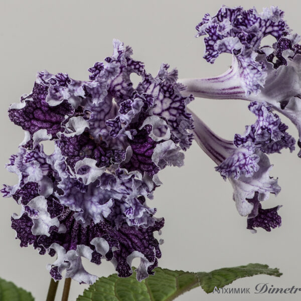 ds_1567equalb_188