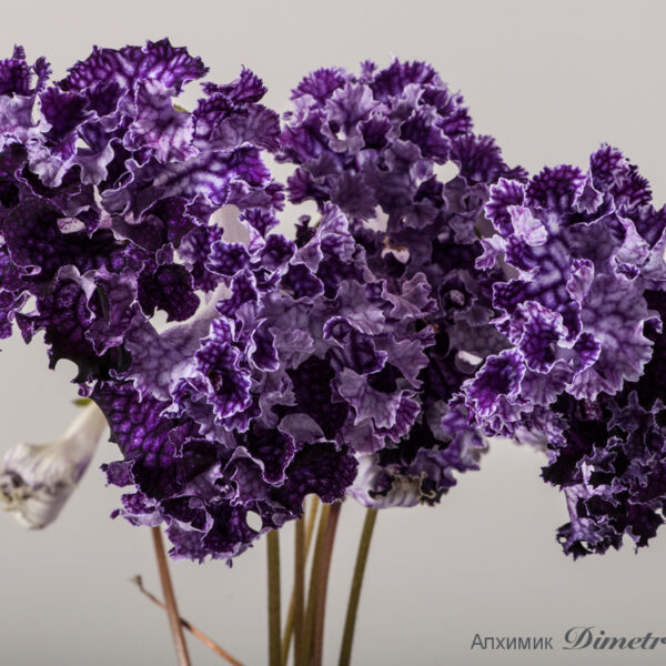 ds_1572equal_428
