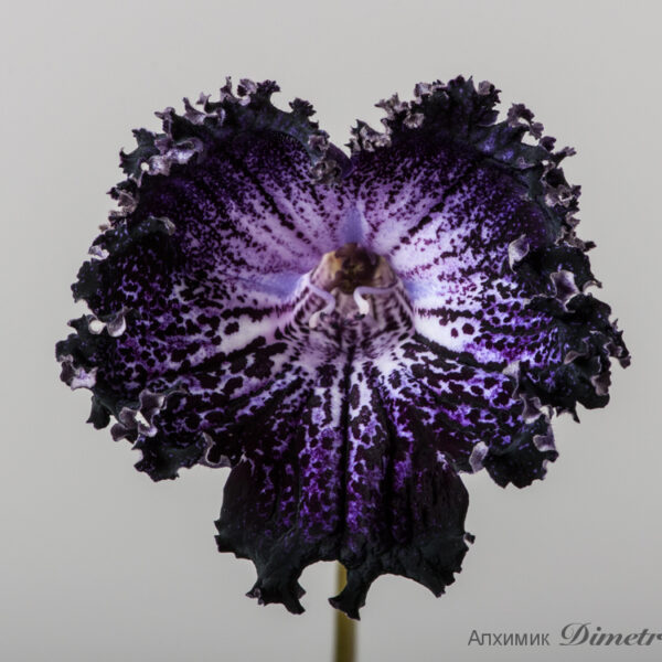 ds_1573_966