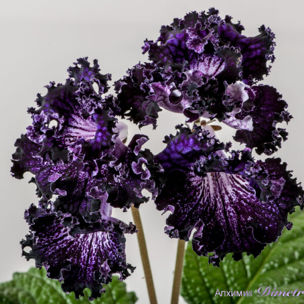 ds_1573__898