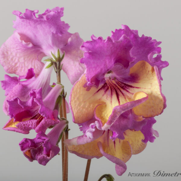 ds_1588__108