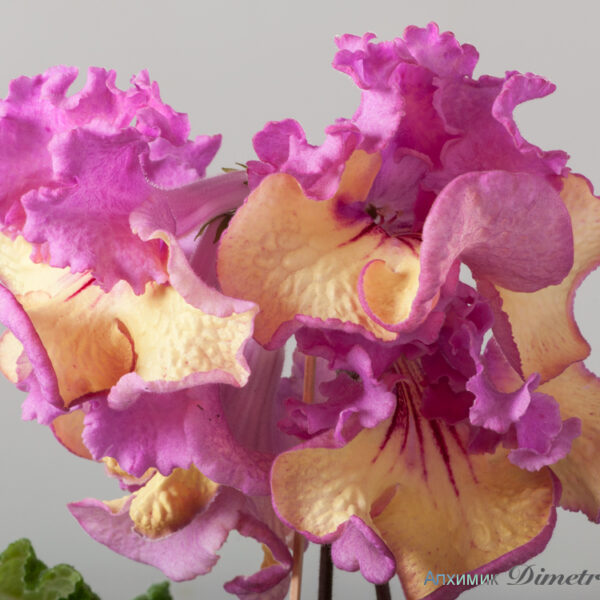 ds_1588__522