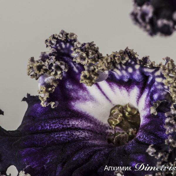 ds_1593__137