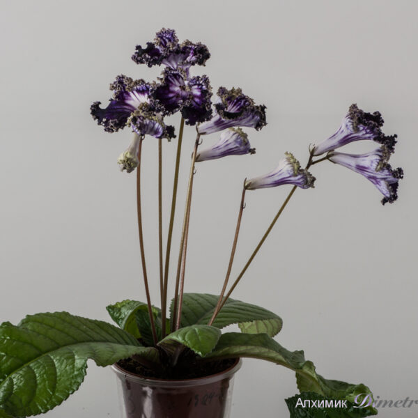 ds_1593__233 ds_1593__233