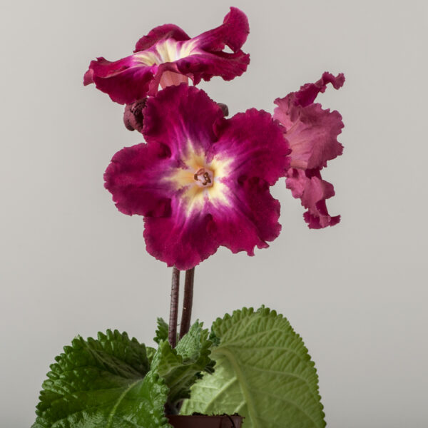 ds_1595_365