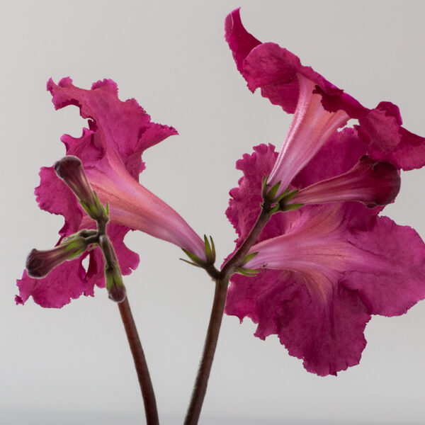 ds_1595__114