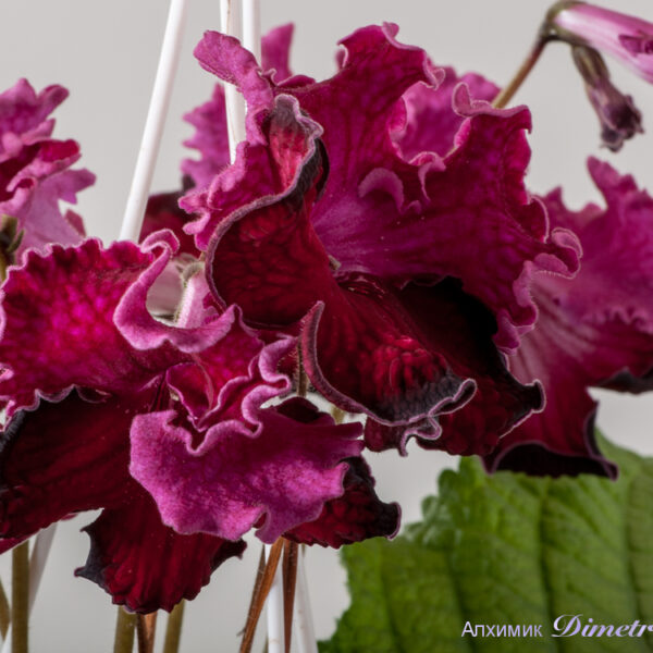 ds_1597__926