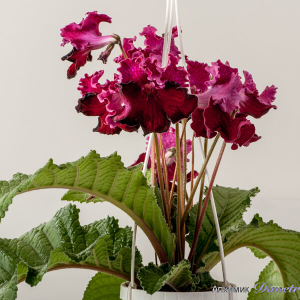 ds_1597equalequal_558