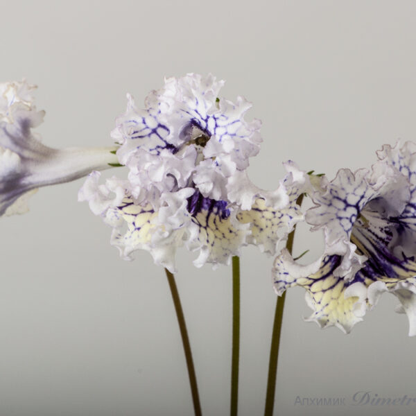 ds_1601__182