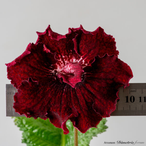 ds_1613__313