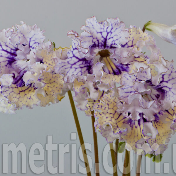 ds_1701_779
