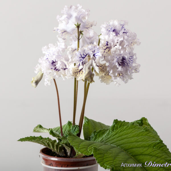 ds_1701__456