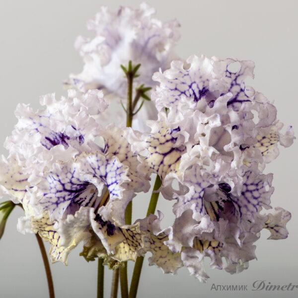 ds_1701_ue_205