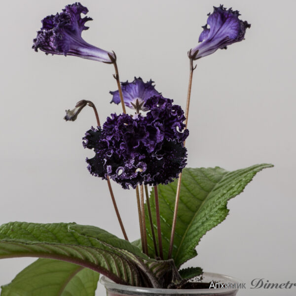 ds_1703_182