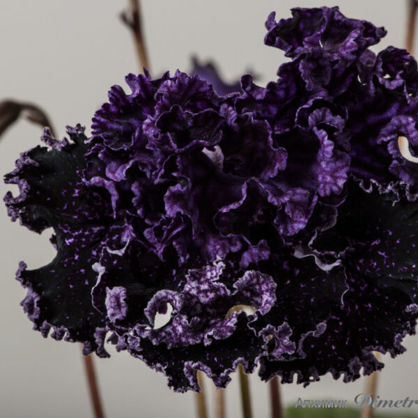 ds_1703__178