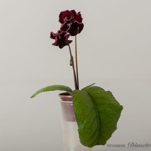 ds_1714__938