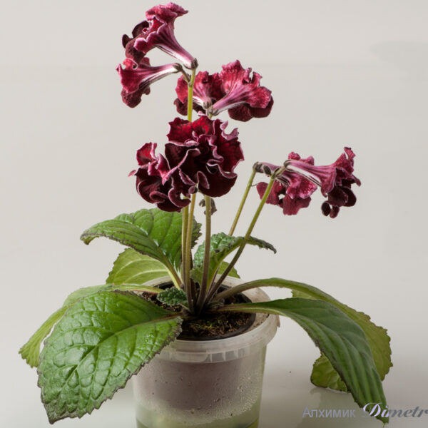 ds_1714_ue_582