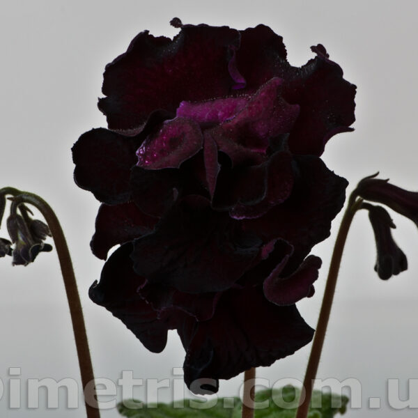 ds_1719_164 ds_1719_164