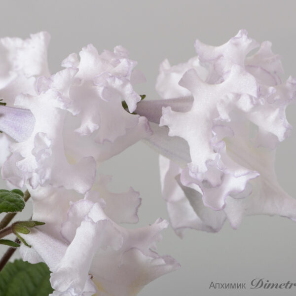 ds_1739equal_138