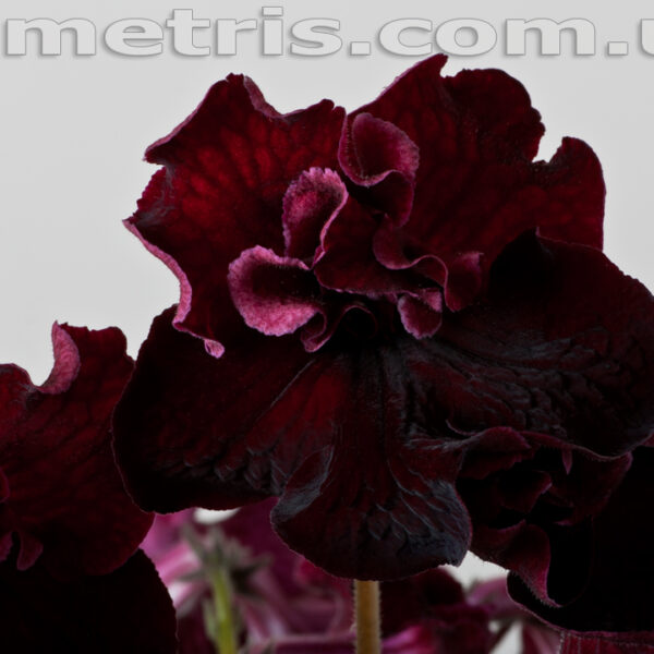 ds_1755_3_627