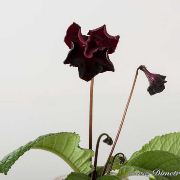 ds_1755__157