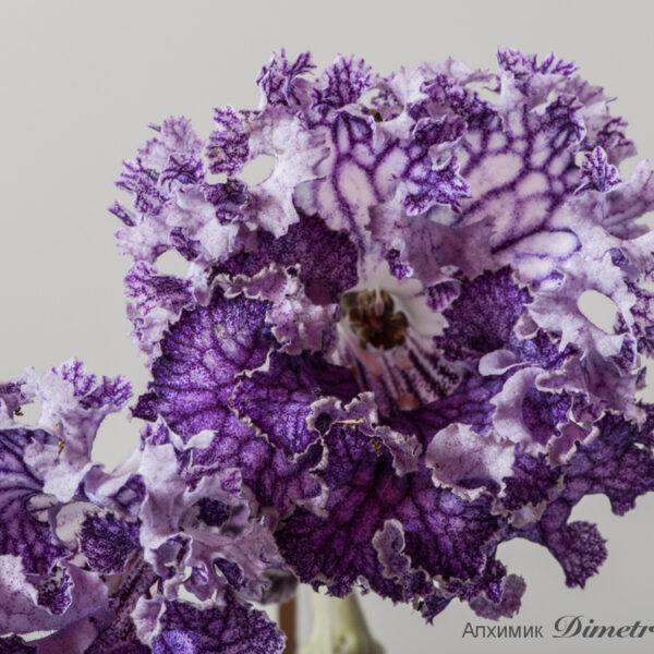 ds_1759_164