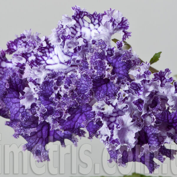 ds_1759_597
