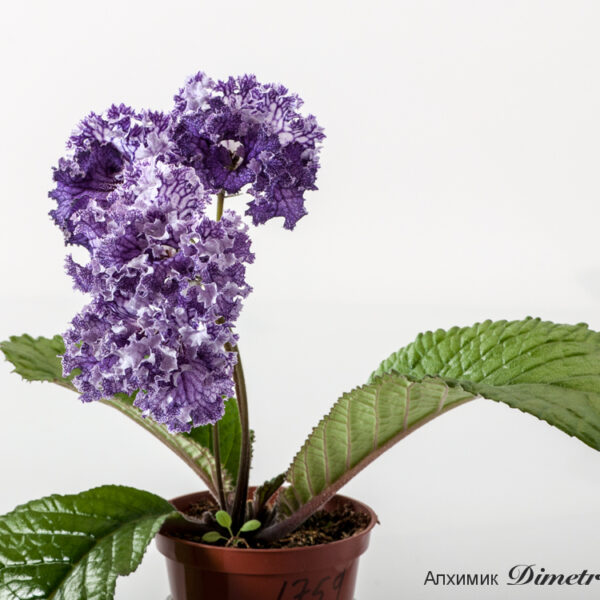 ds_1759__179