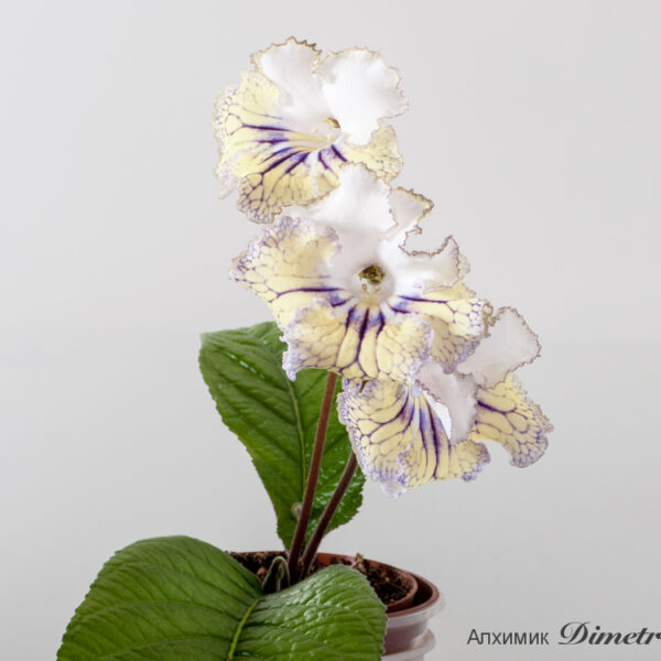 ds_1759__694