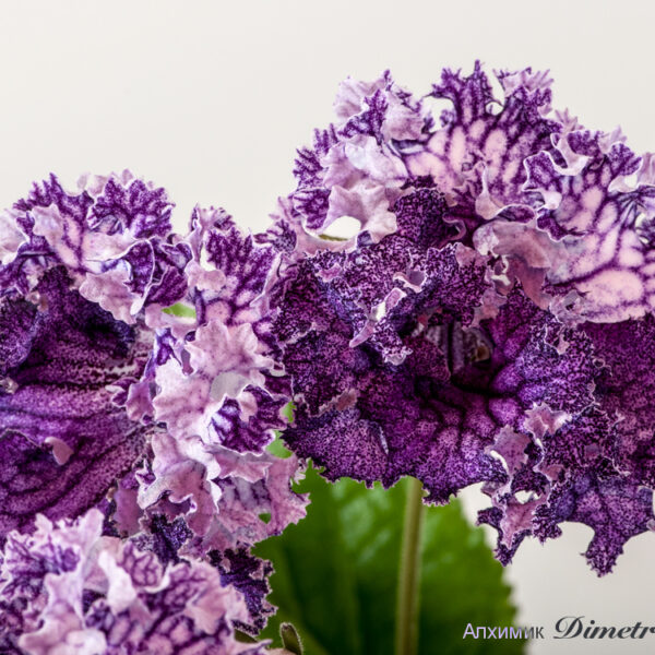 ds_1759__783