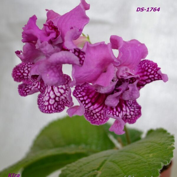 ds_1764_2_676